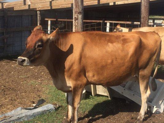 Spring Creek Farms, LLC