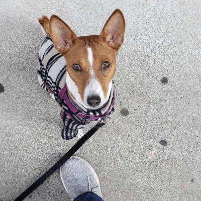 Bare Paws NYC Dog Walkers & Pet Sitters