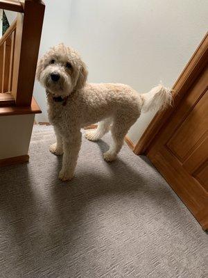 Bark Busters Home Dog Training - Denver