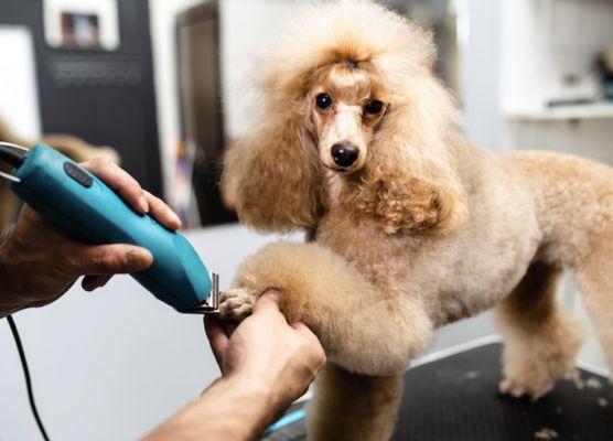 Hutch Luxury Pets Paw