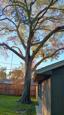 Bayardo's Landscaping and Tree services