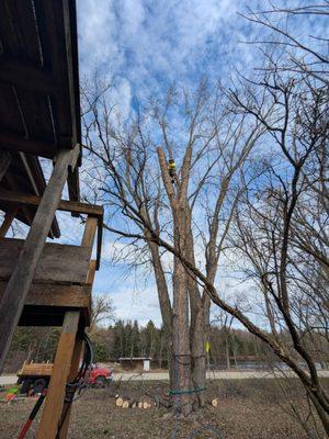 Young's Specialty Tree Care