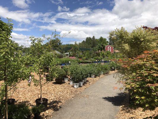 Sprucedale Gardens Nursery and Greenhouse