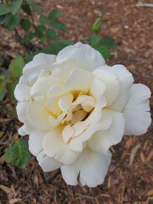 Lake Junaluska Assembly