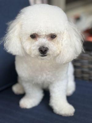 easyvet Veterinarian Estero