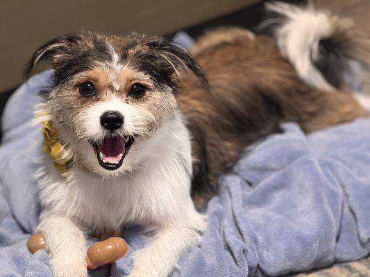 En Vogue Pet Grooming