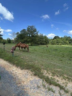 Stables at Cherry Blossom
