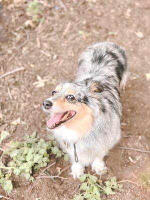 McCarren Park Dog Run