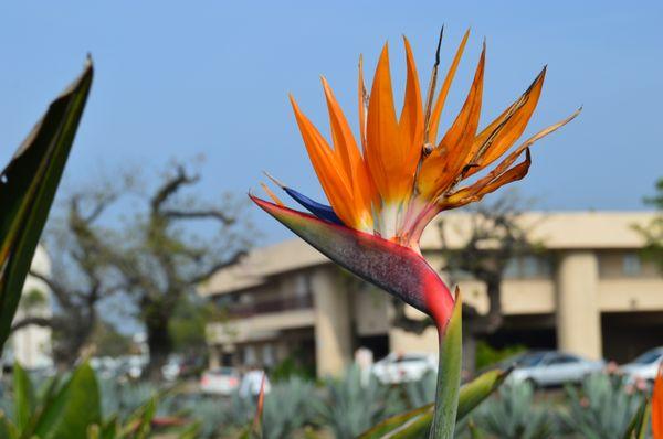 Signorelli Domenic, DPM