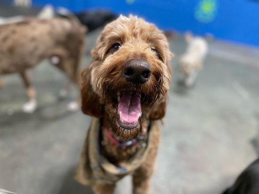 Happy Molly