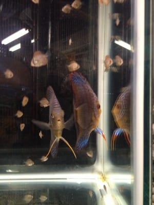 Wet Pets And Friends