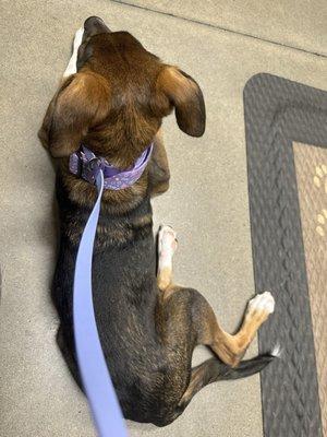 River Valley Animal Hospital