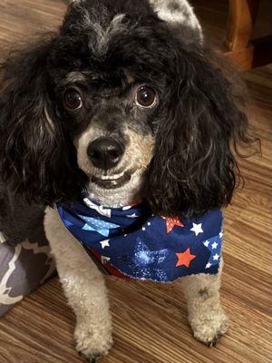 FonZi smiling after his grooming session with Pup Culture Groomers in Mooresville, North Carolina!