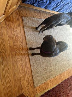 These are dogs because there's no longer business there for years now and here you go yelp.