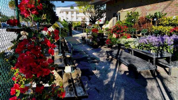 New Growth Gardening