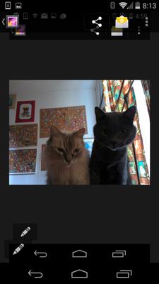 Comfy at Home Petsitting