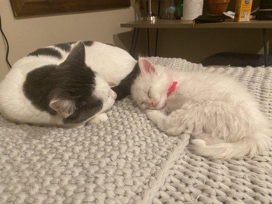 Nooksack Animal Hospital PC