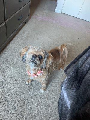 Socks looking Fresh (she already got food in her ears)