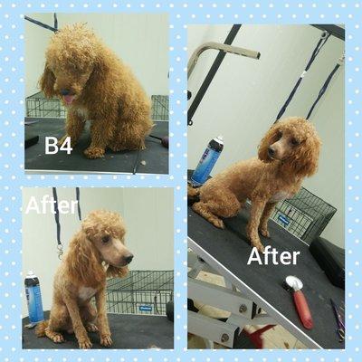 FreshCutz Pet Grooming and Spa