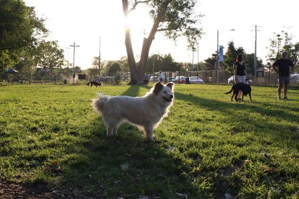 University City Dog Park