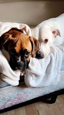 The Puppy Palace