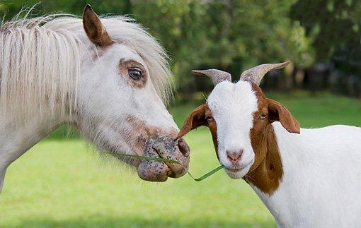 Hooves-n-Paws Animal Care