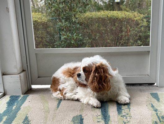 Primp My Pooch Pet Salon