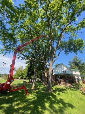 All American Tree Service