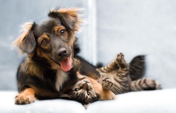 Paws For Love Pet Sitting
