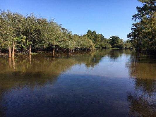 Beautiful Henderson Swamp