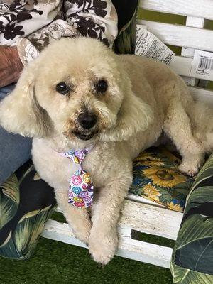 The Dog Cave Grooming