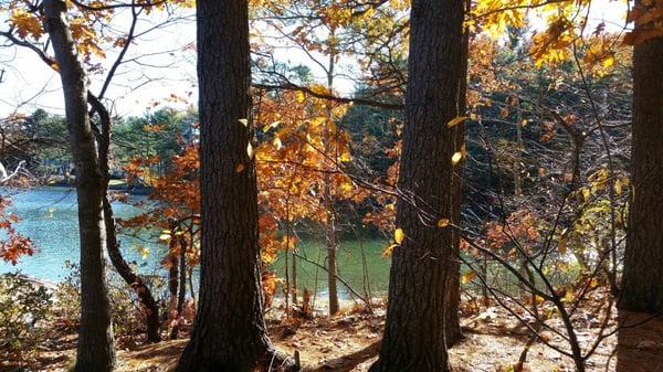 Looking through the trees.