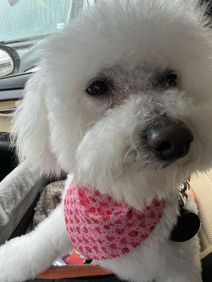 The Pretty Paw Grooming And Day Spa