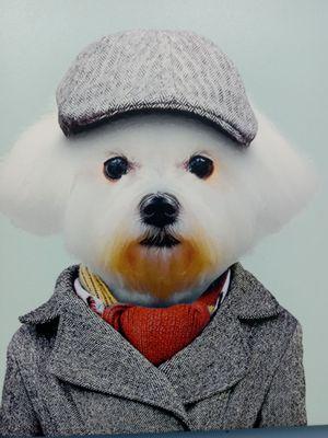 Queens Midway Animal Hospital