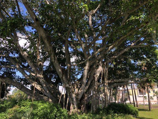 Our Bonita Banyan