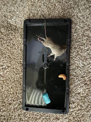 Glen Oaks Apartments