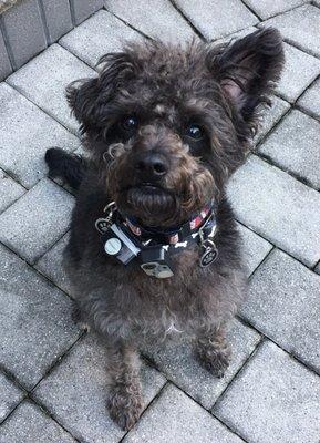 Doggie fence collar on the left. Doggie door on the right.
