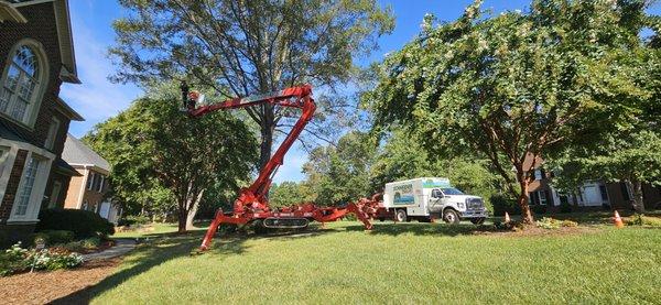 Schneider Tree Care