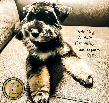 This Sweet Pup was just groomed by Lisa, our head Groomer & Owner!
Visit deakdog.com to book online today! Mention Code "YELP" for $10 OFF