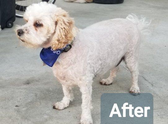 Doggie Groom and Sit