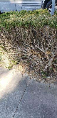 Cowboys Tree Service