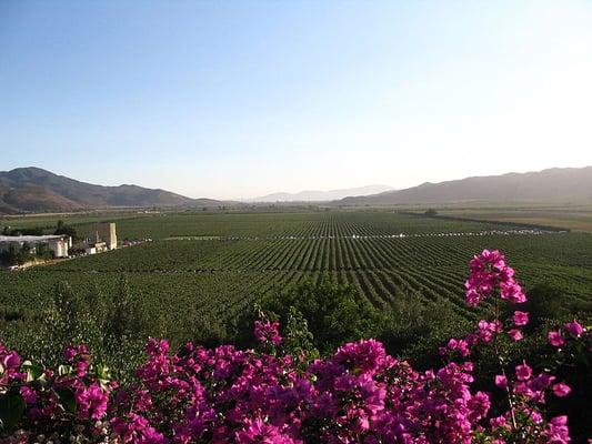 The beautiful Valle de Guadalupe