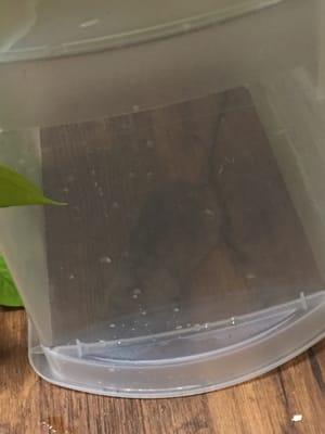 This is the rat I found in my apartment