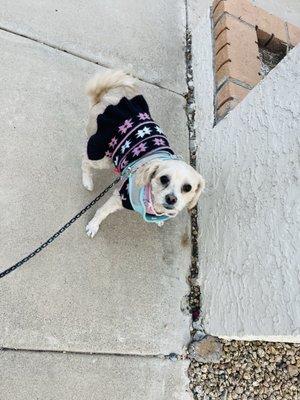 Doggie Doos Grooming