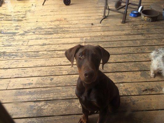 Anderson Animal Clinic