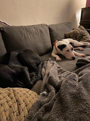 Dog Adventures Northwest