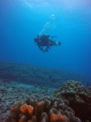 Good amount of live coral