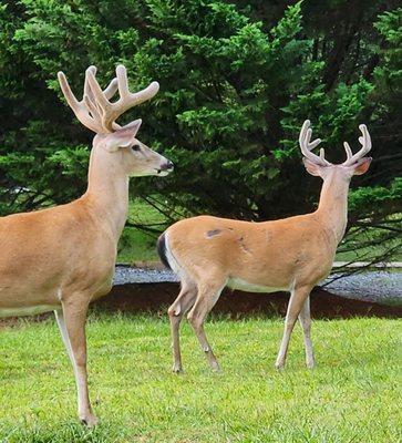 Coosawattee River Resort Association