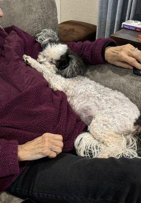 Companion Pet Clinic