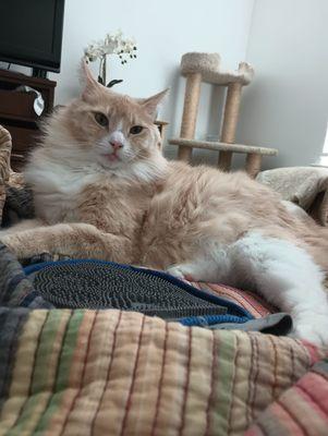 Sandra L. Nelson, DVM